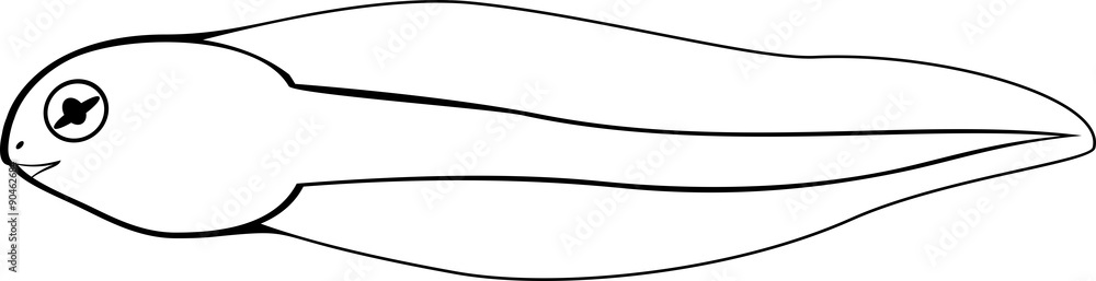 Coloring page tadpole vector