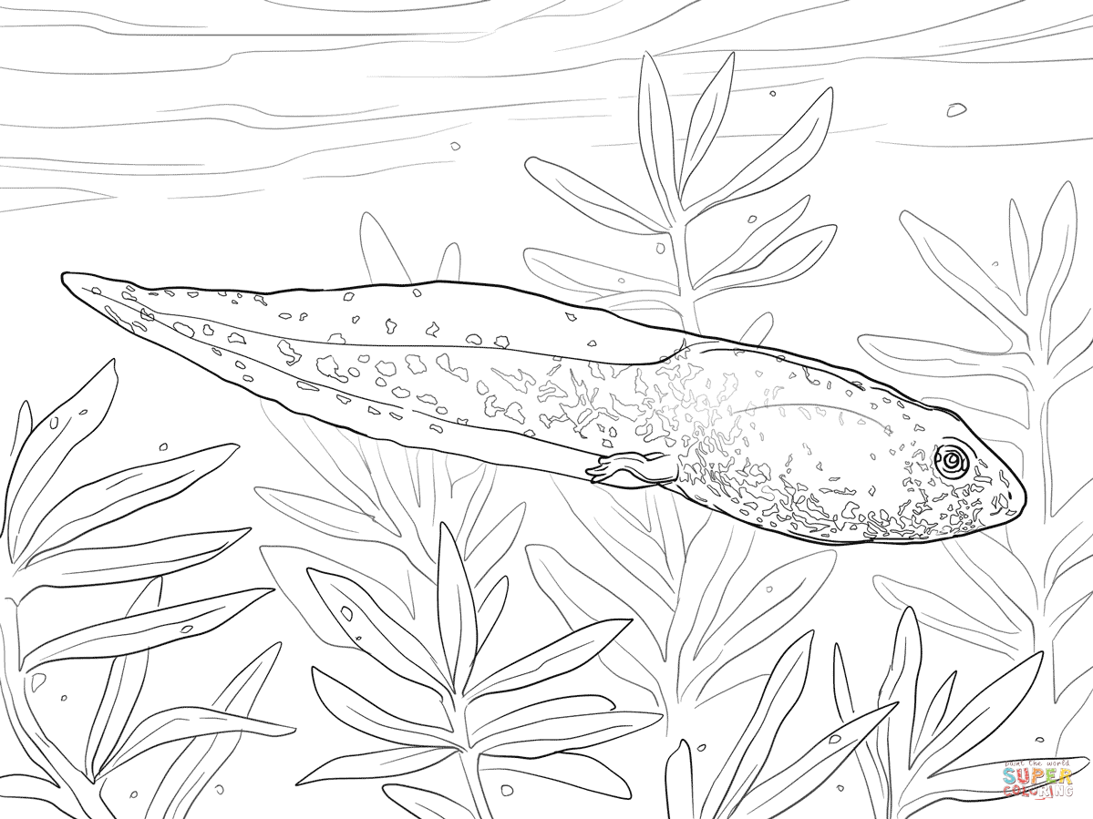 Green frog tadpole coloring page free printable coloring pages