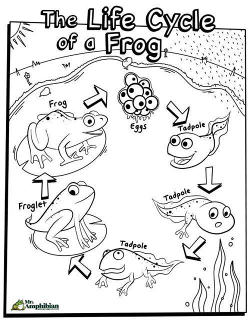 Tadpole to frog homeschool resources your kids will love