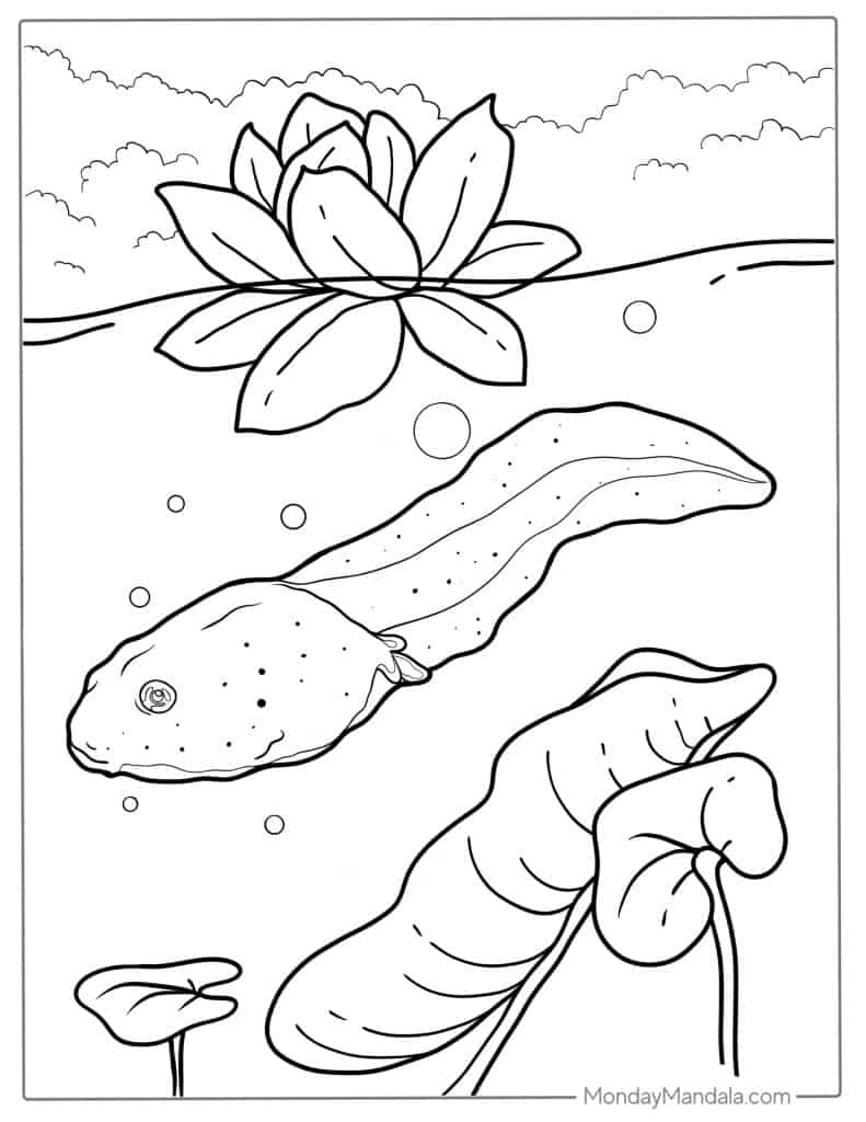 Frog coloring pages free pdf printables