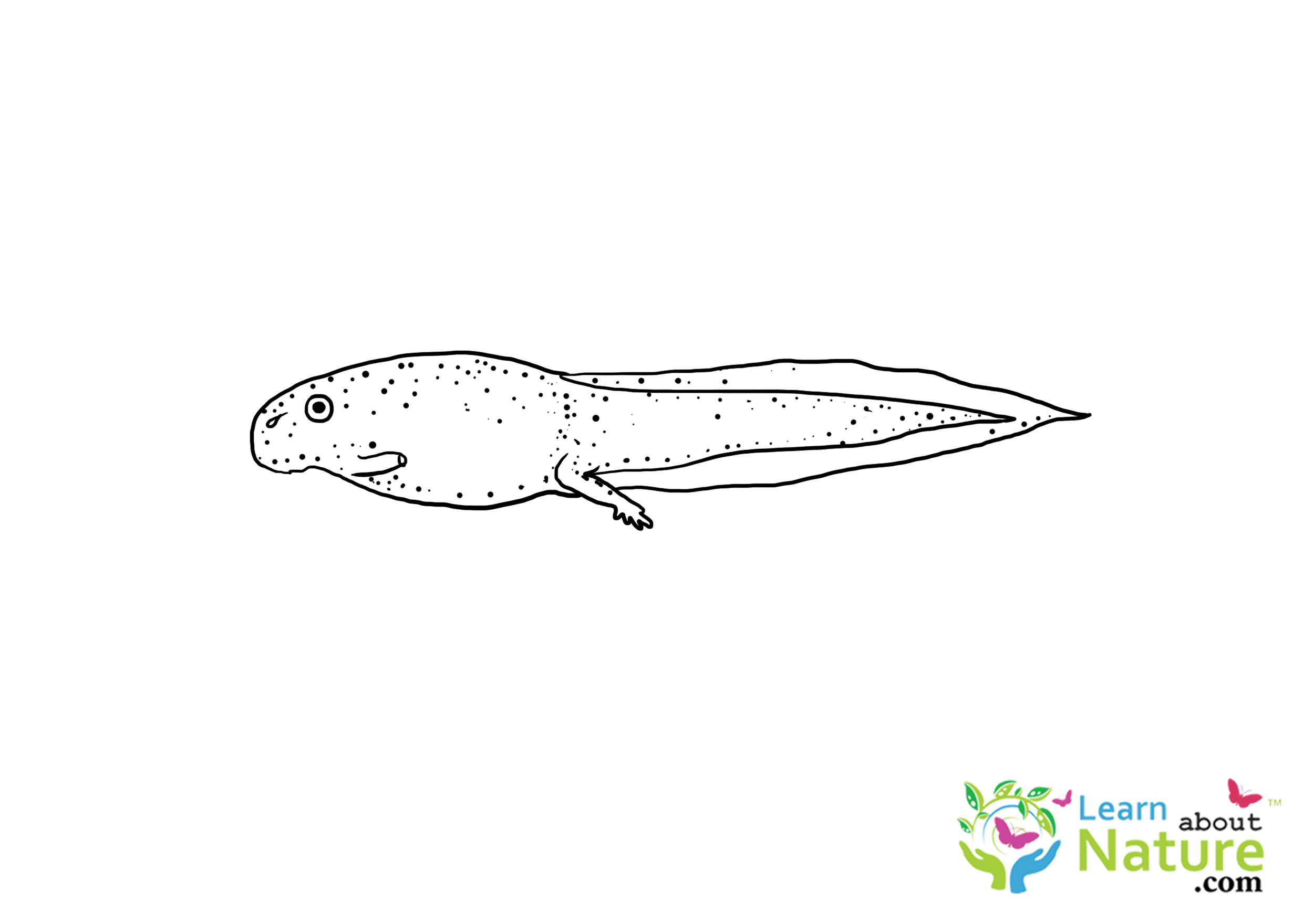 Tadpole