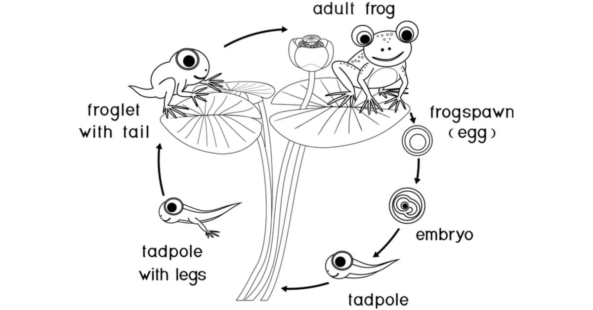 Frog life cycle coloring page