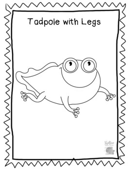 Life cycle of a frog coloring sheets by calmclasschronicles tpt