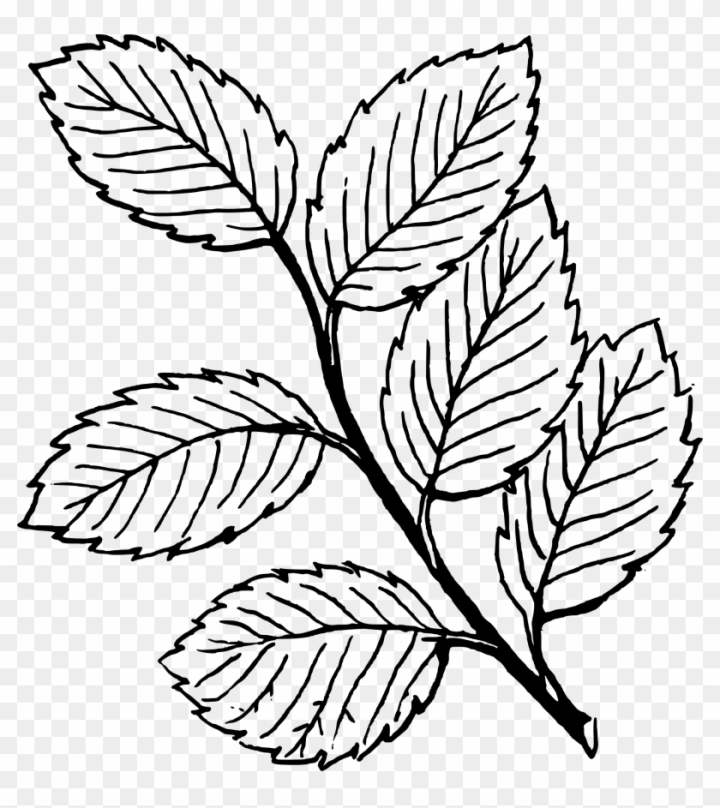 Free fall black and white fall leaf clipart black and white