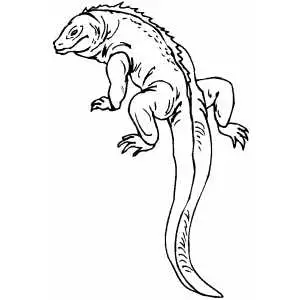 Lizard with long tail coloring page