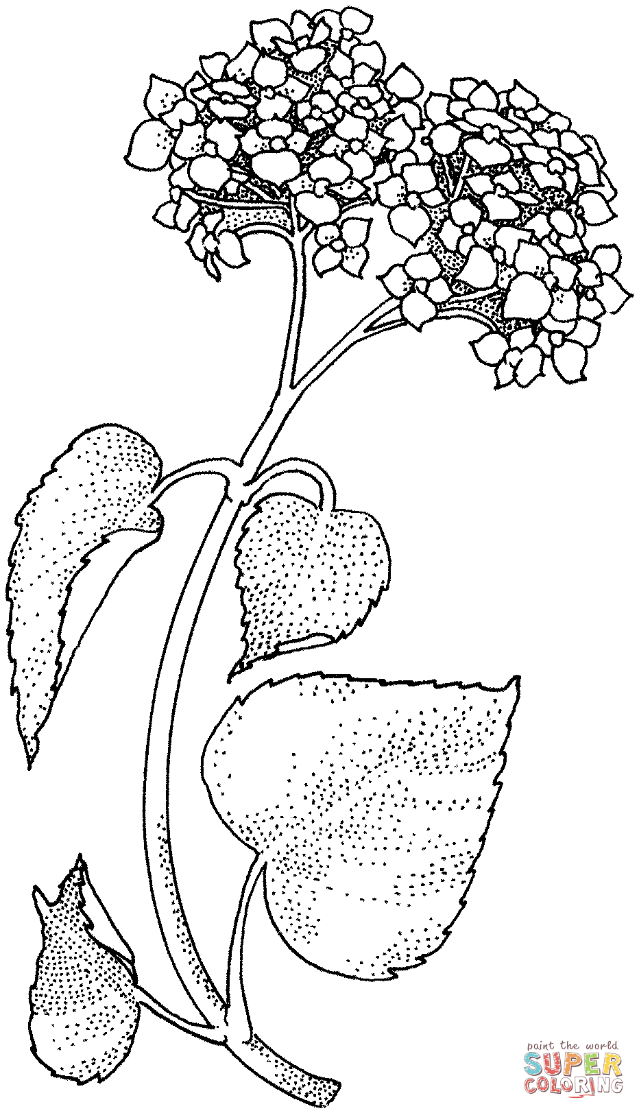 Dibujo de tallo de lilas para colorear dibujos para colorear imprimir gratis