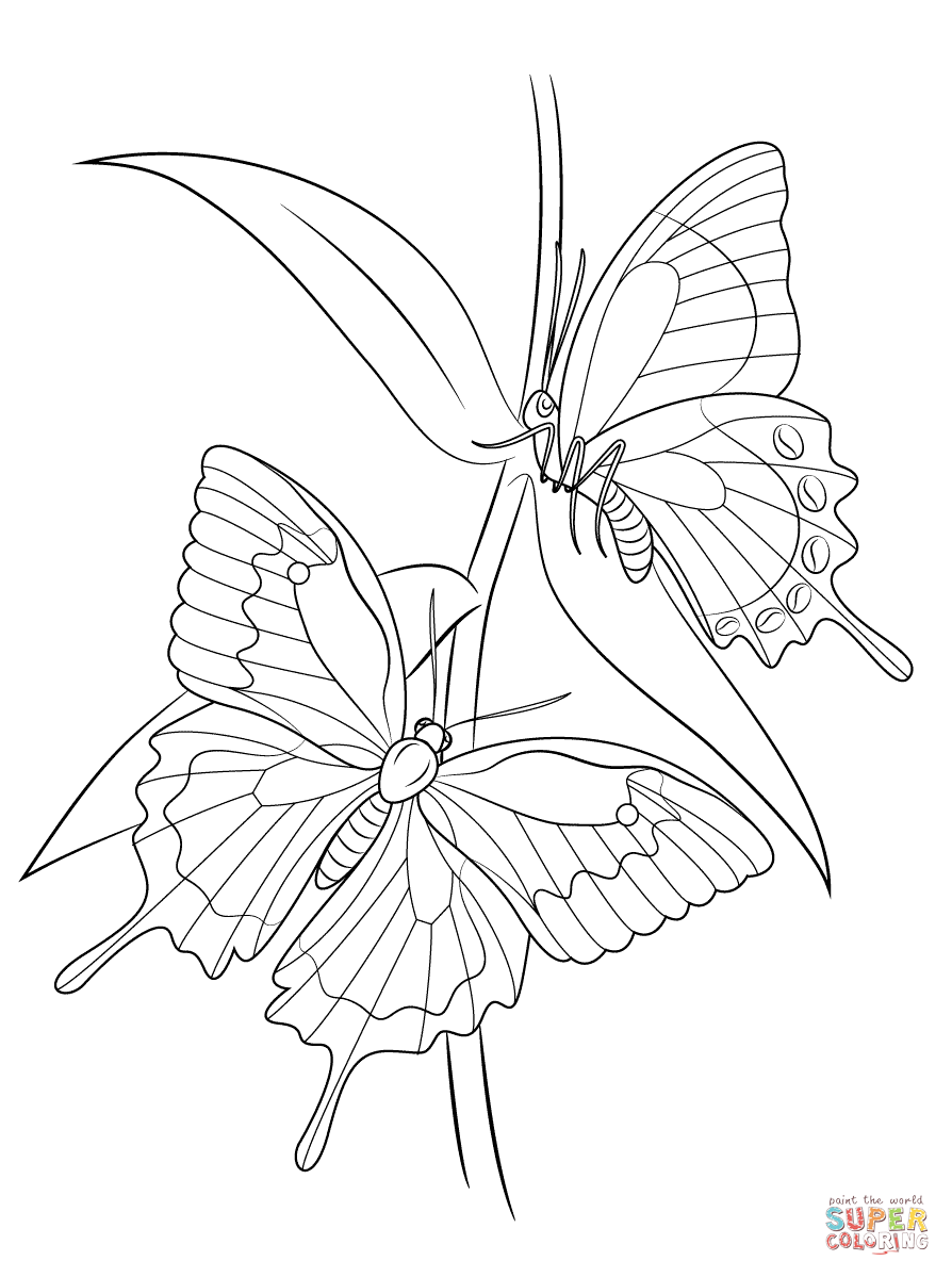 Ulysses butterflies coloring page free printable coloring pages