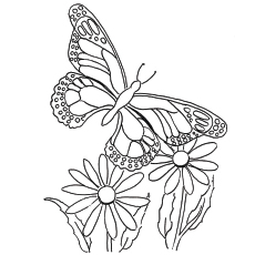 Top free printable butterfly coloring pages online