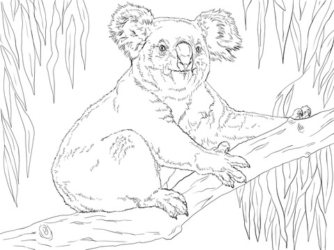 Koala sits on a branch coloring page free printable coloring pages