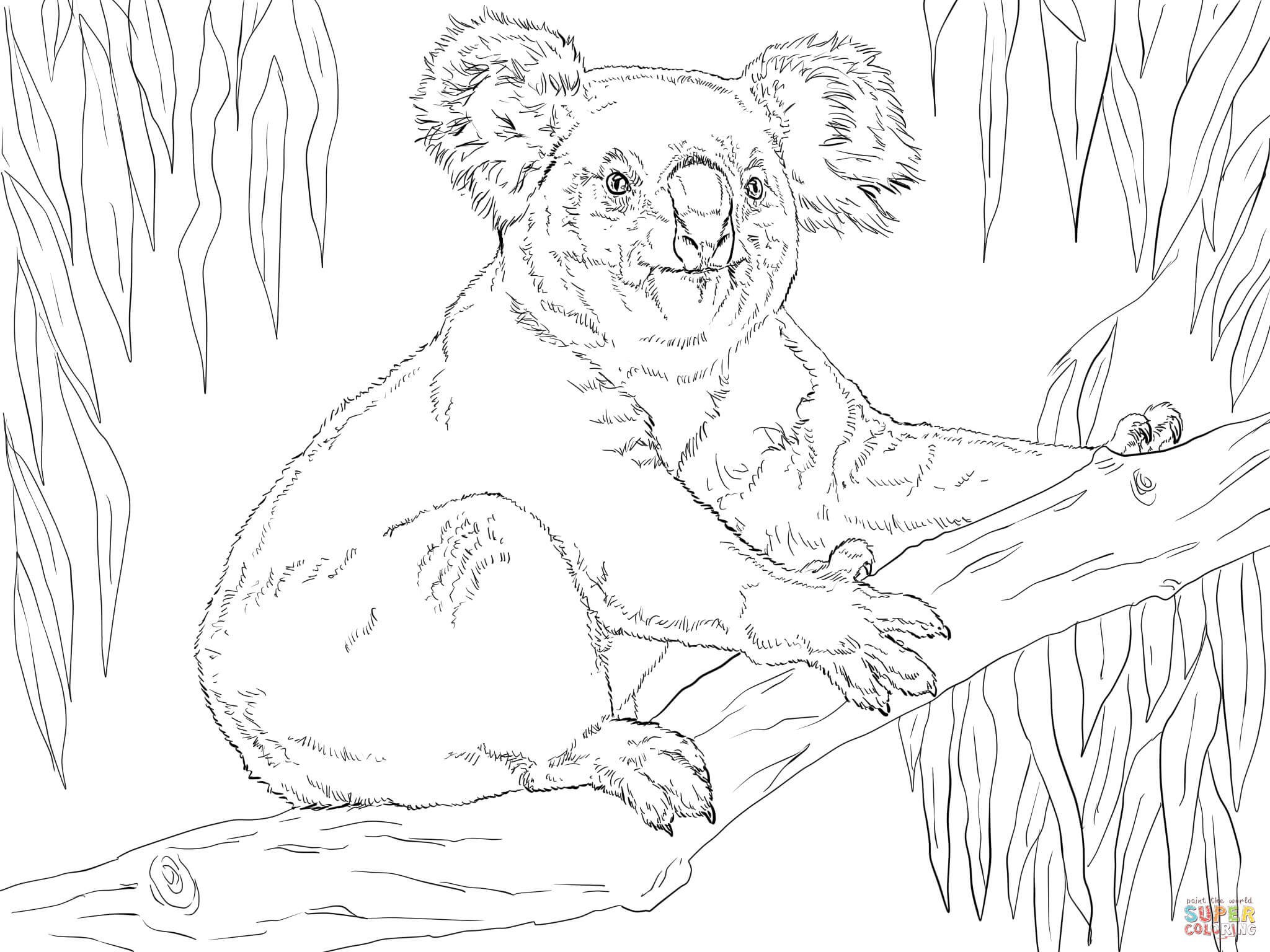 Koala sits on a branch coloring page free printable coloring pages