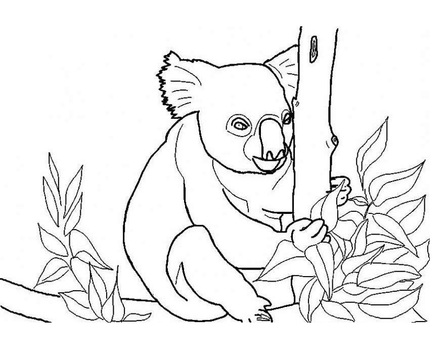 Free printable koala coloring pages for kids