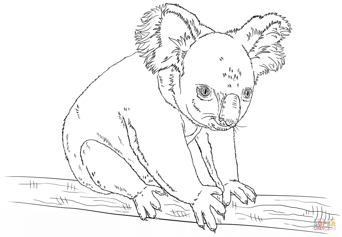 Koala sitting on a branch coloring page free printable coloring pages