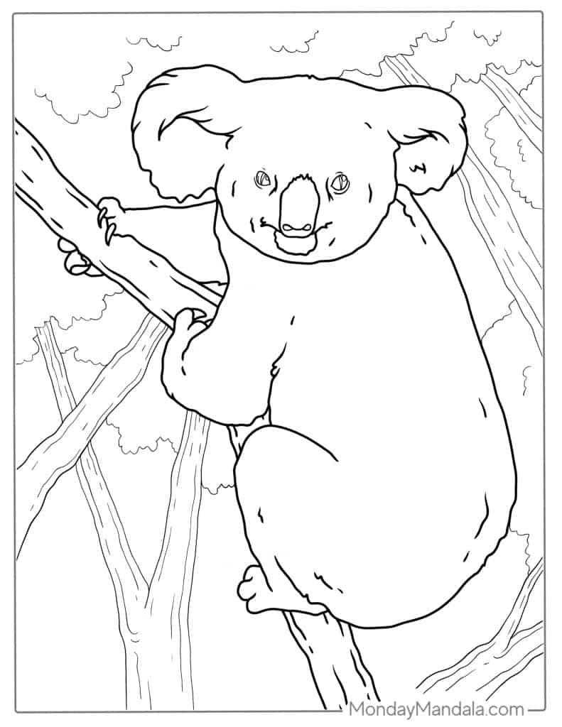 Koala coloring pages free pdf printables