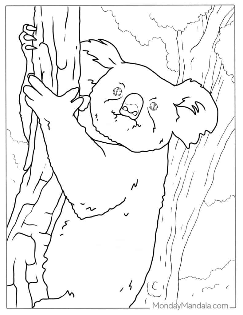 Koala coloring pages free pdf printables