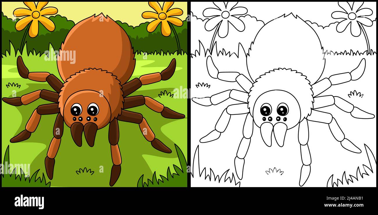 Tarantula animal coloring page illustration stock vector image art