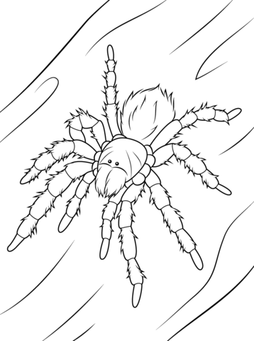 Chilean rose tarantula coloring page free printable coloring pages