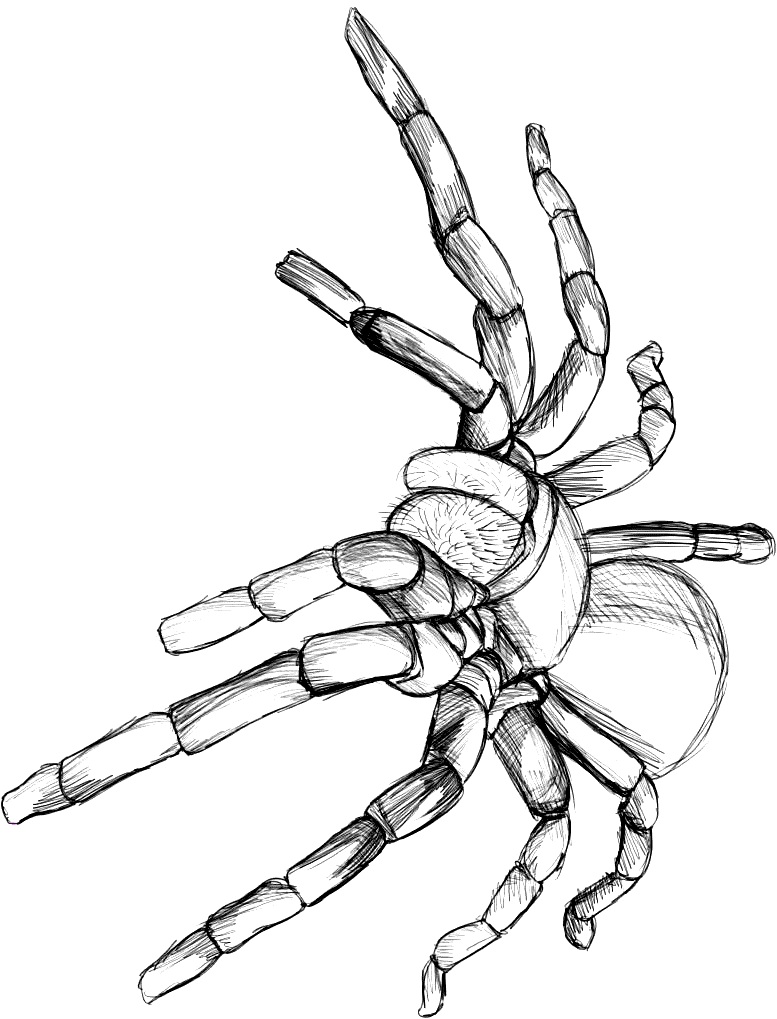 Tarantula coloring page