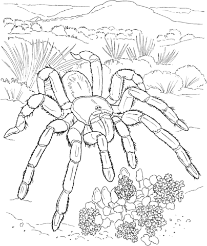 Desert tarantula coloring page free printable coloring pages