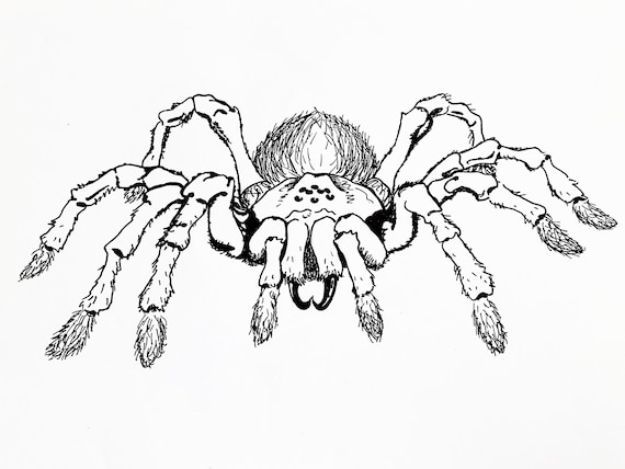 Tarantula halloween coloring page