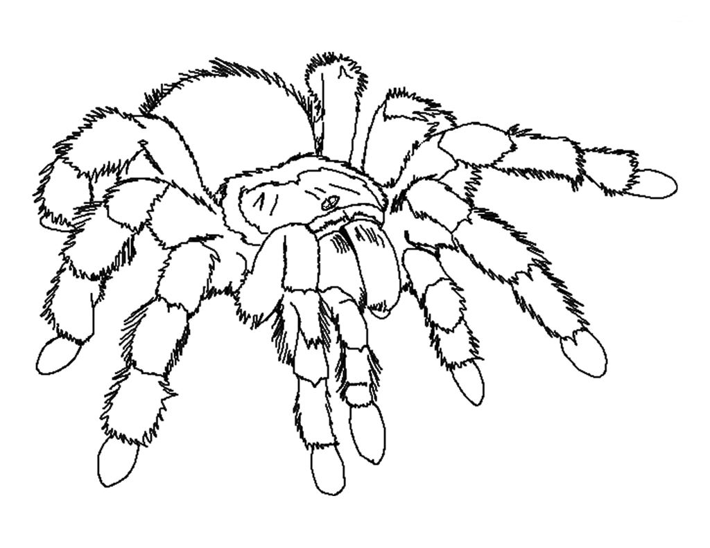 Tarantula