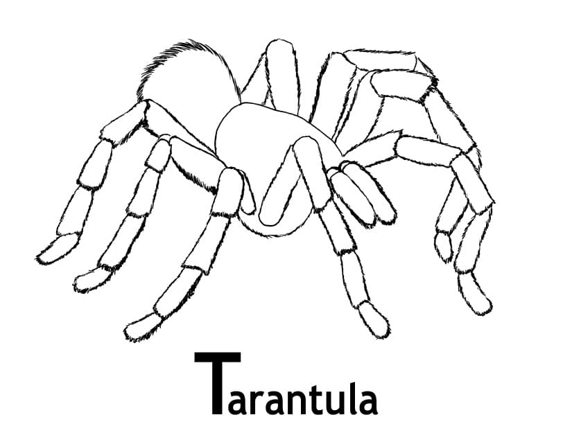 Tarantula spider coloring pages