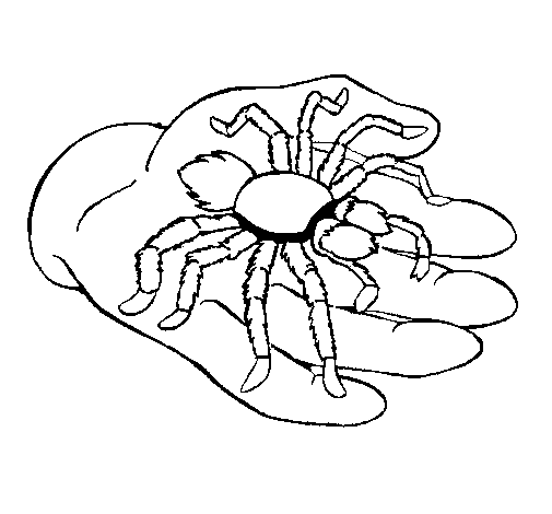 Tarantula coloring page