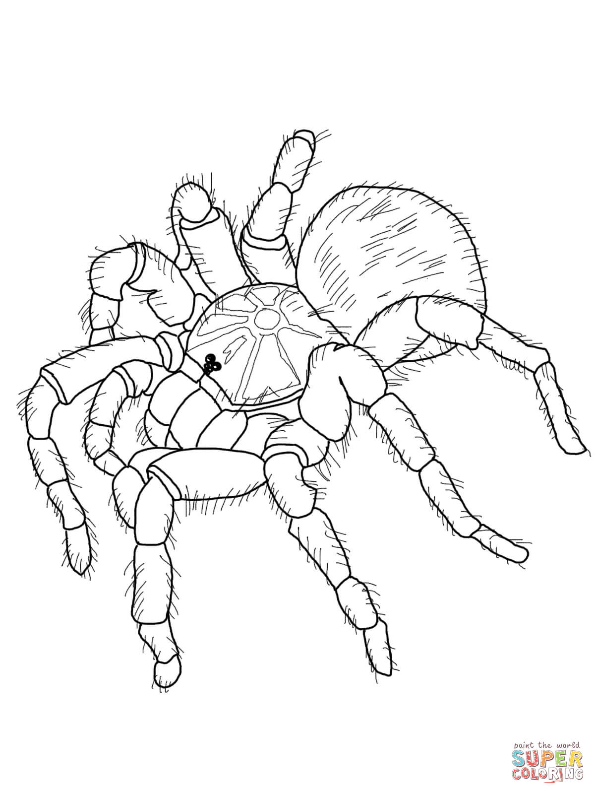 Goliath tarantula coloring page free printable coloring pages