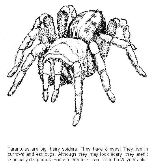 Tarantula coloring page