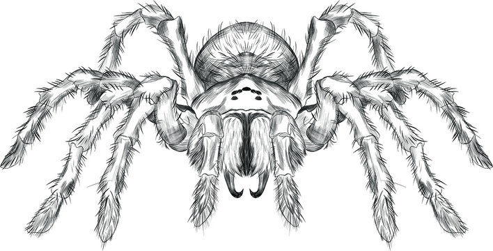 Tarantula vector images â browse photos vectors and video