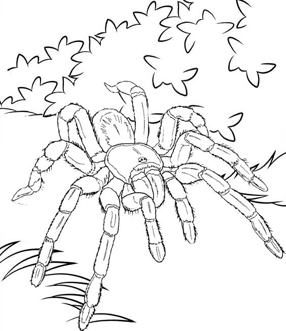 Tarantula coloring pages animal coloring pages coloring pages tarantula drawing