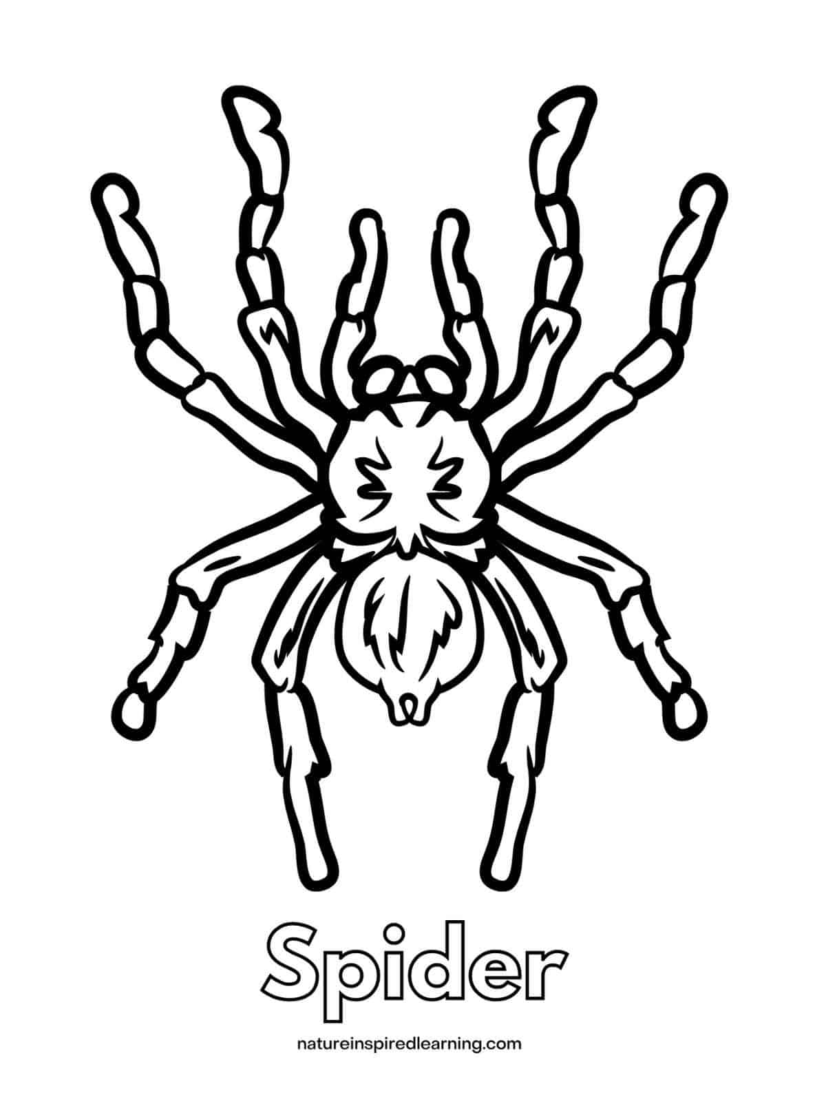 Spider coloring pages