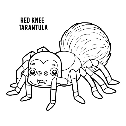 Coloring book red knee tarantula stock illustration