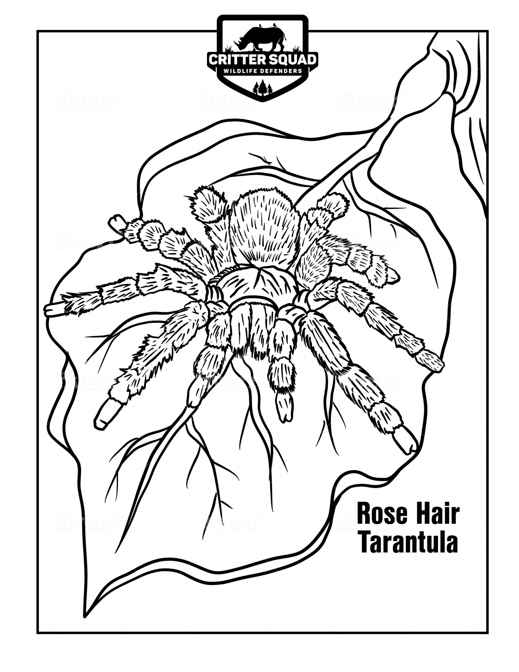 Rose hair tarantula coloring page