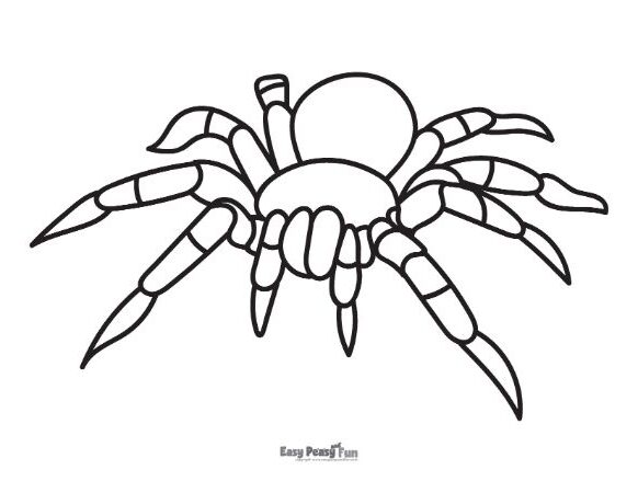 Printable spider coloring pages â sheets