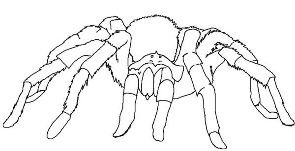 Tarantula spider coloring page spider coloring page animal coloring pages desert animals coloring