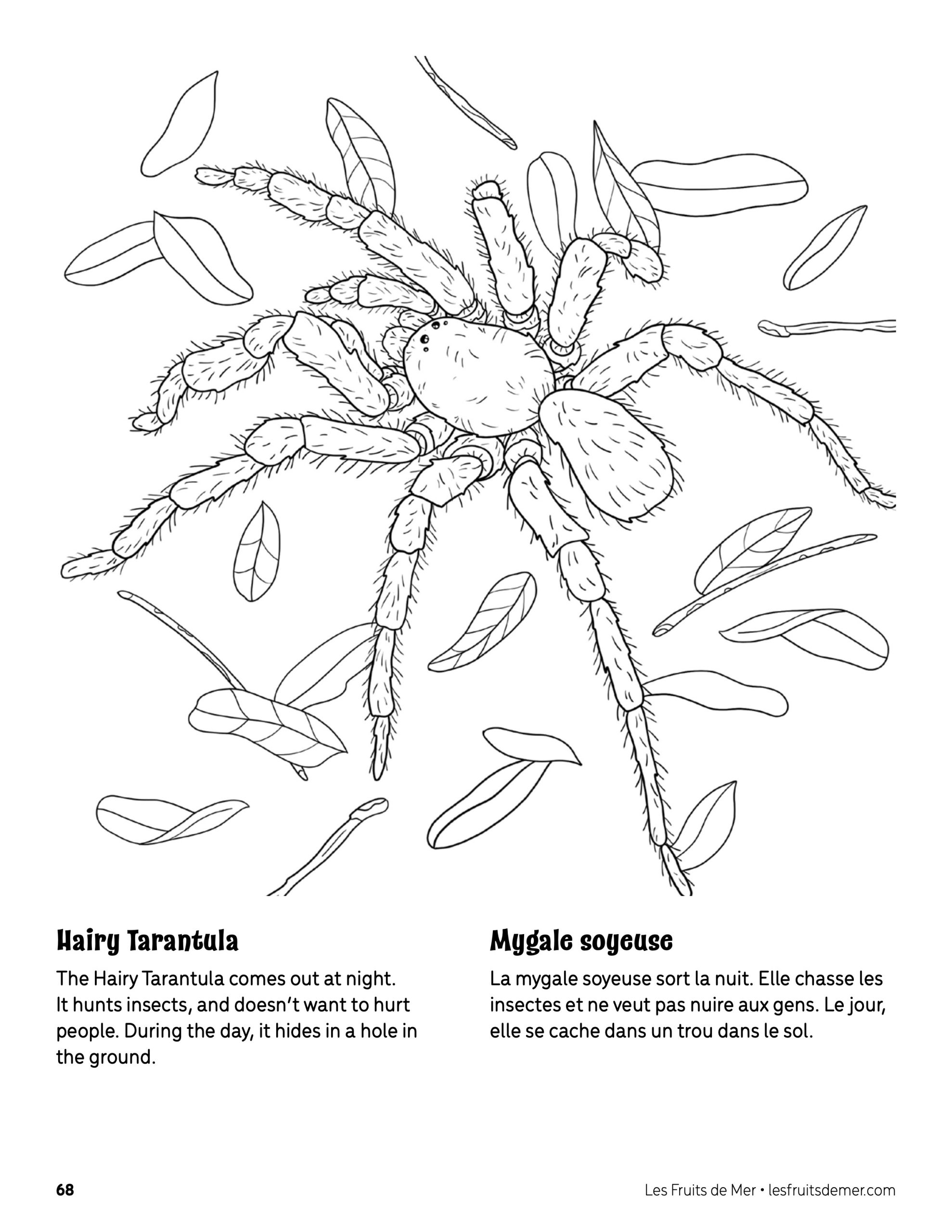 Hairy tarantula coloring page â coloriage de mygale soyeuse â association les fruits de mer