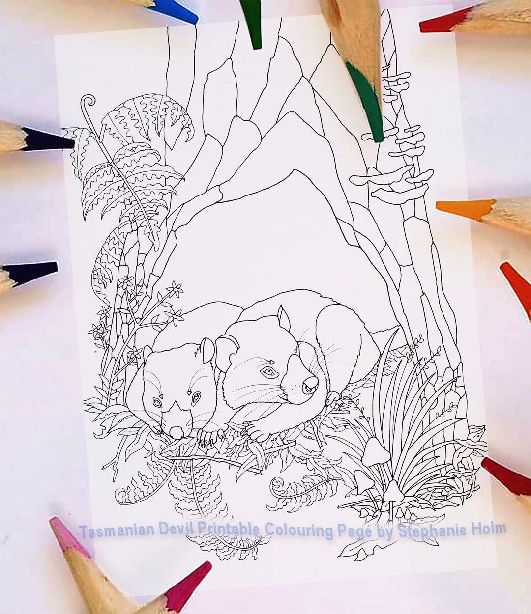 Tasmanian devil coloring page australian animal natural history printable colouring pdf digital file