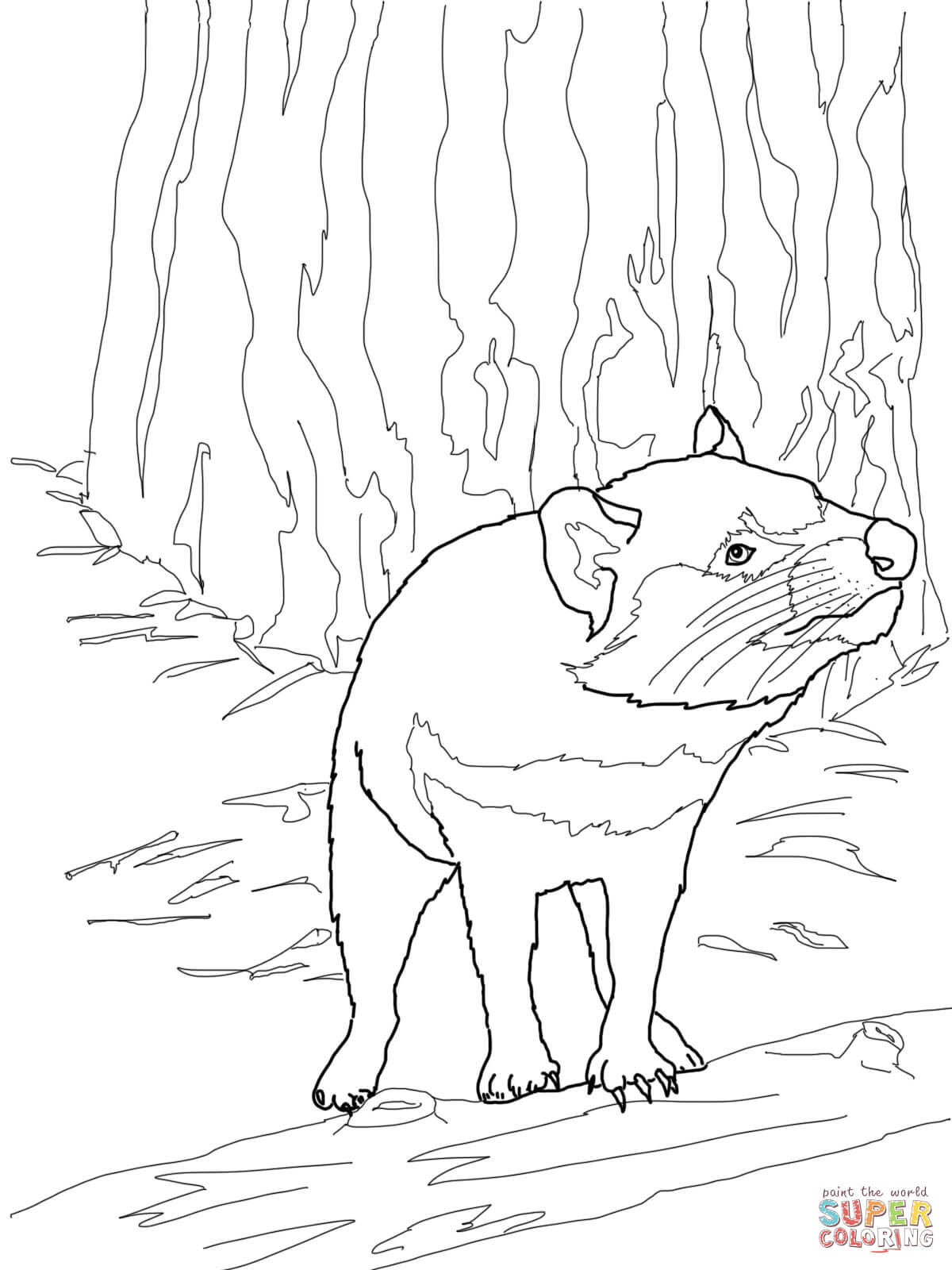 Australian tasmanian devil coloring page free printable coloring pages