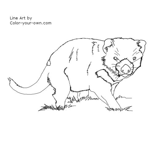 Tasmanian devil coloring page