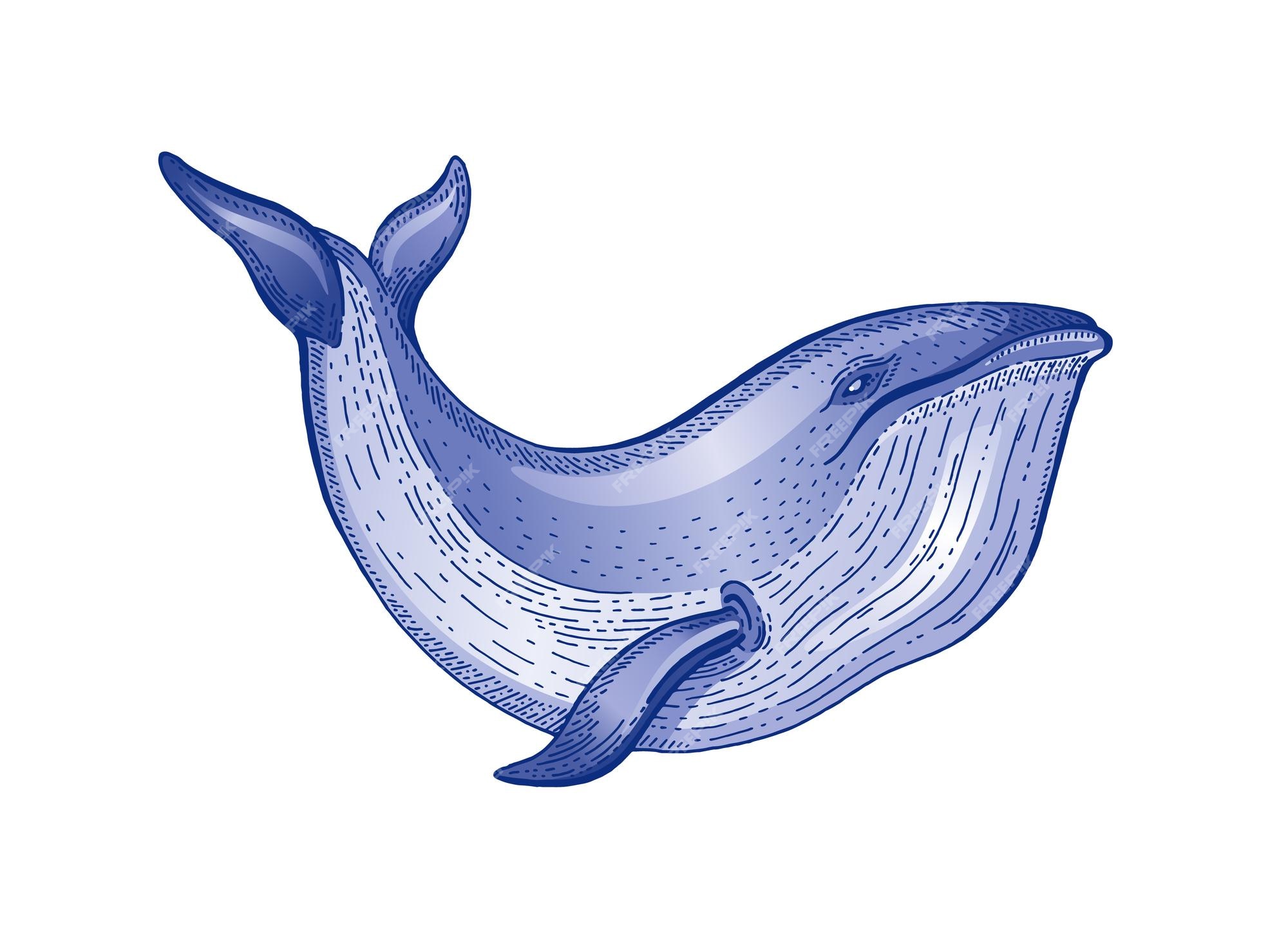Bosquejo de acuarela de ballena ilustraciãn vectorial vintage arte de lãnea dibujada a mano de animal marinos dibujo grabado de ballena azul diseão de color de agua de vida oceãnica para impriãn