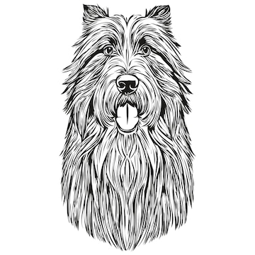 Dibujo de tinta de perro collie barbudo dibujo tatuaje vintage o impriãn de camiseta silueta de mascota realista vectorial en blanco y negro vector premium