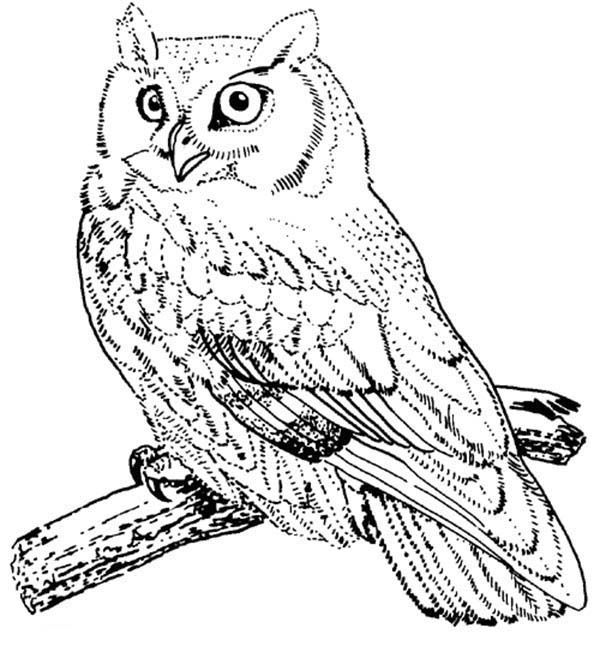 Screech owl bird coloring page owl coloring pages bird coloring pages owl