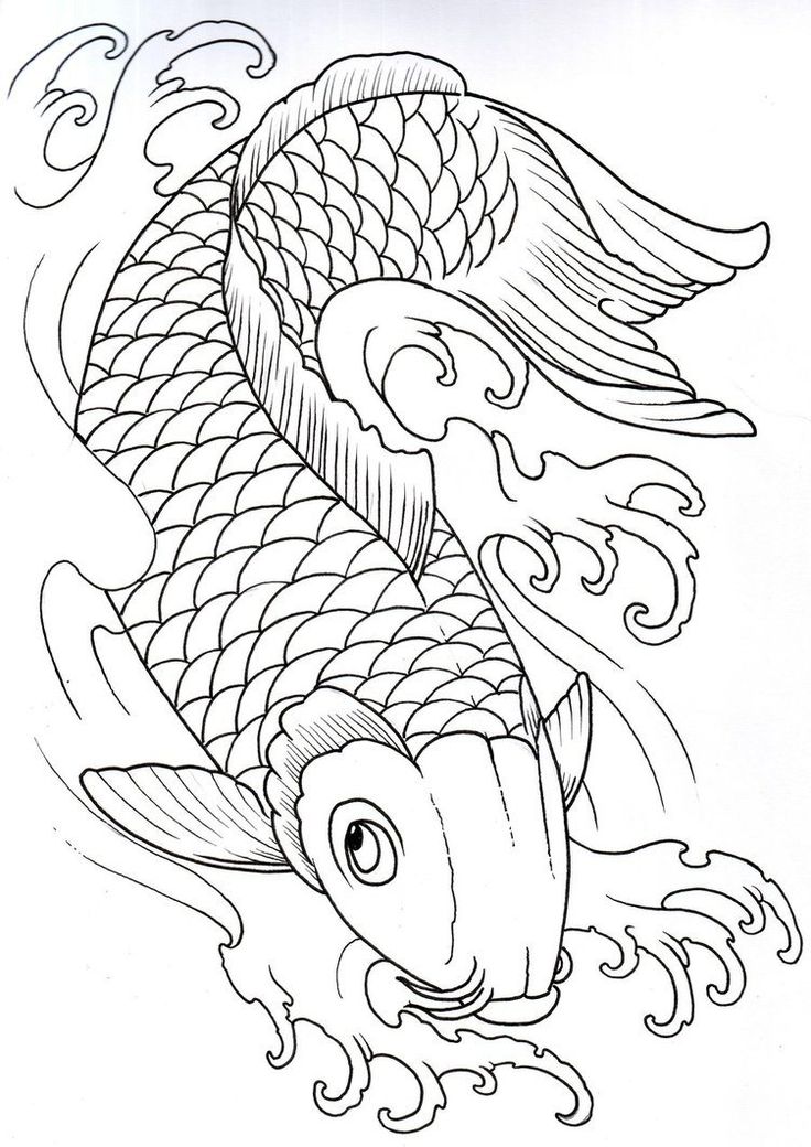 Koi carp