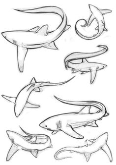 Ideas de tiburon graf tatuajes de tiburones disenos de unas tatuaje maori