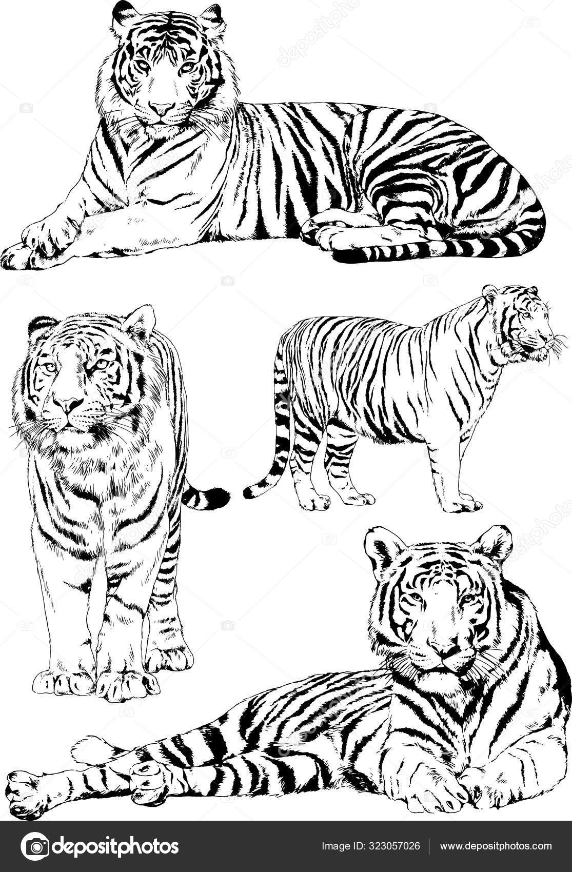 Conjunto dibujos vectoriales sobre tema los depredadores tigres dibujan mano vector de stock por evgo