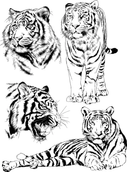 Tiger tattoo imãgenes de stock de arte vectorial