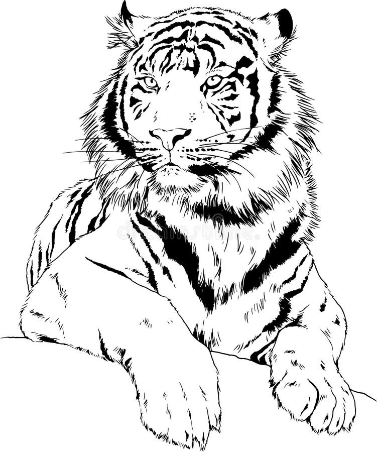 Tigre dibujado en una lãnea al tilo minimalista el diseão adecuado para los tatuaj cuadros de decoraciãn minimalista stock de ilustraciãn