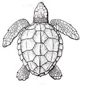 Realistic turtle coloring page tatuajes tortugas marinas tortugas pintadas bosquejos animales