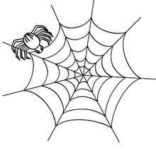 Spider on its spider web coloring page