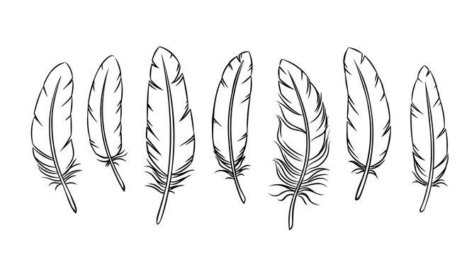 Feather outline images â browse photos vectors and video